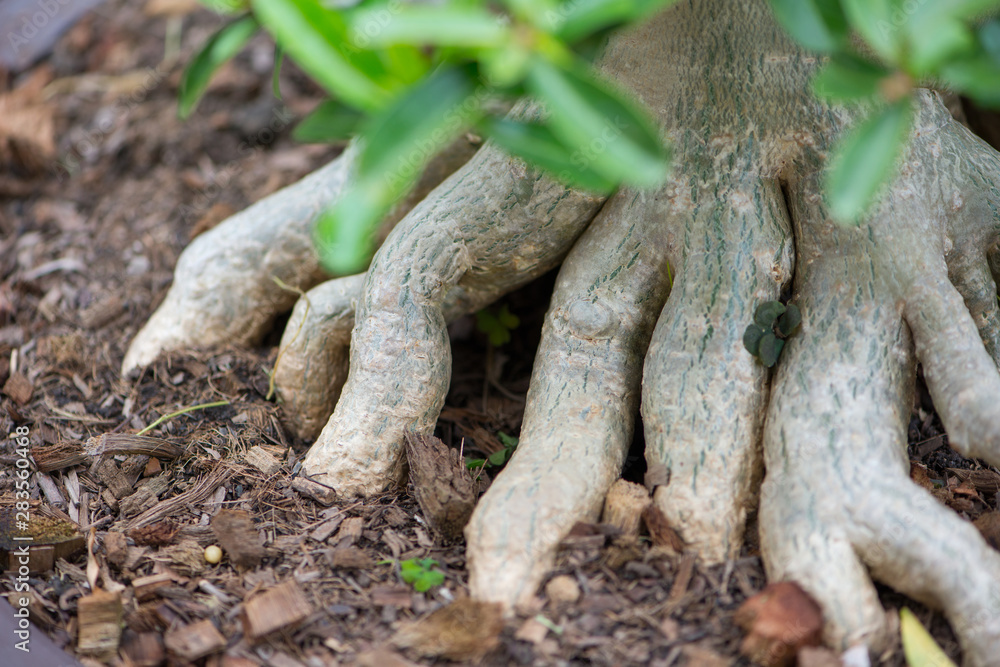 Adenuim or desert rose roots Adenuim or desert rose roots