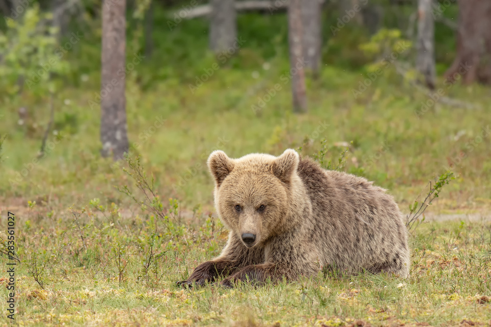 Young Brown bear (Ursus arctos) lying down on a Finnish bog Young Brown bear (Ursus arctos) lying down on a Finnish bog