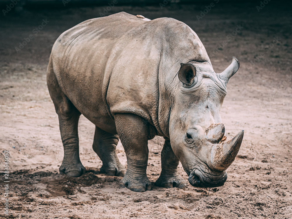 Naklejka premium Nashorn