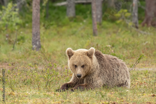 Young Brown bear  Ursus arctos  lying down on a Finnish bog