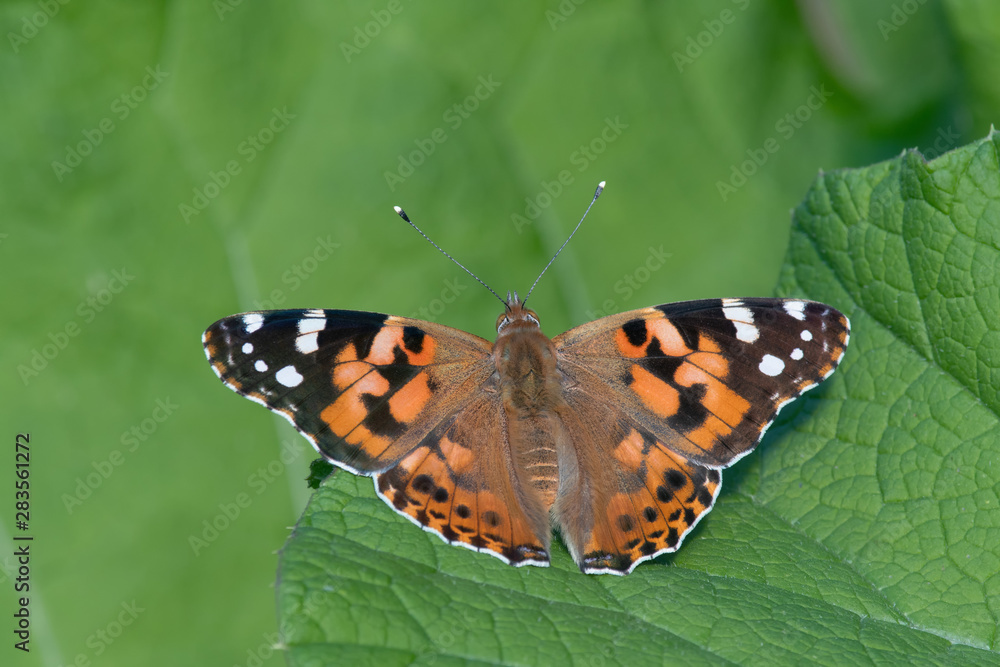 Painted lady butterfly (Vanessa cardui) resting on a green leaf Painted lady butterfly (Vanessa cardui) resting on a green leaf