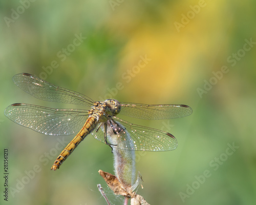 Vagrant darter dragonfly (Sympetrum vulgatum) sitting on a plant