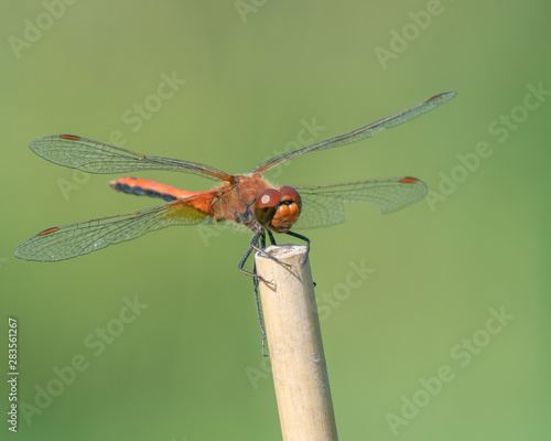 Yellow-winged darter dragonfly (Sympetrum flaveolum) sitting on a stick