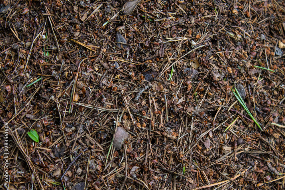 Large ant hill in the forest close-up