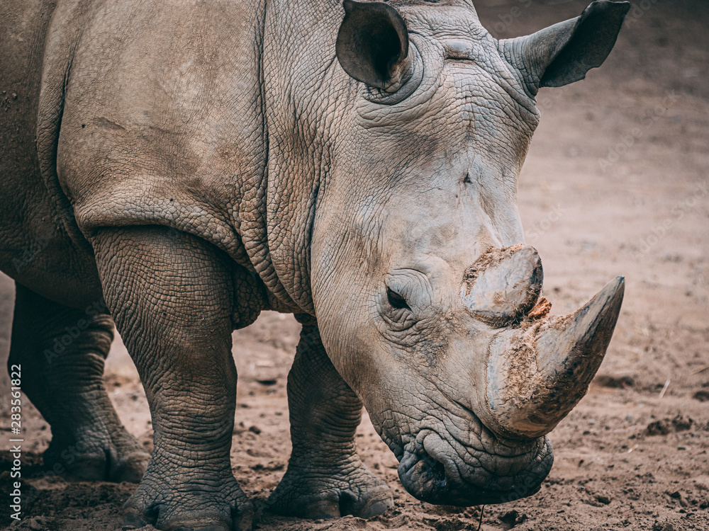 Obraz premium Nashorn