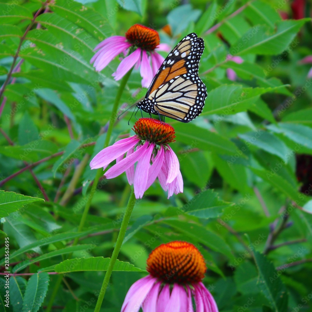 Fototapeta premium Monarch on Flower