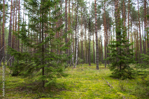 Fototapeta Naklejka Na Ścianę i Meble -  Mixed forest with coniferous and deciduous trees in the Vladimir region in Russia on a cloudy summer day