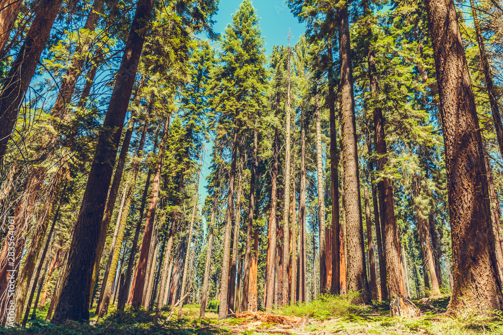 Fototapeta premium Park Narodowy Sekwoi w Kalifornii, USA