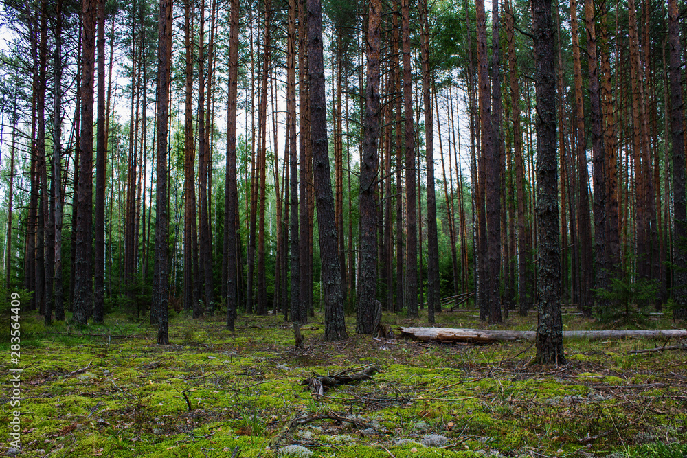 custom made wallpaper toronto digitalConiferous forest with smooth parallel trunks of pine trees and soft green moss on a summer day