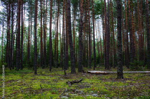 Wallpaper Mural Coniferous forest with smooth parallel trunks of pine trees and soft green moss on a summer day Torontodigital.ca