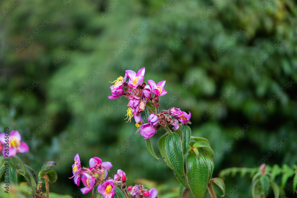Obraz premium Pink wild flowers are in the forest.