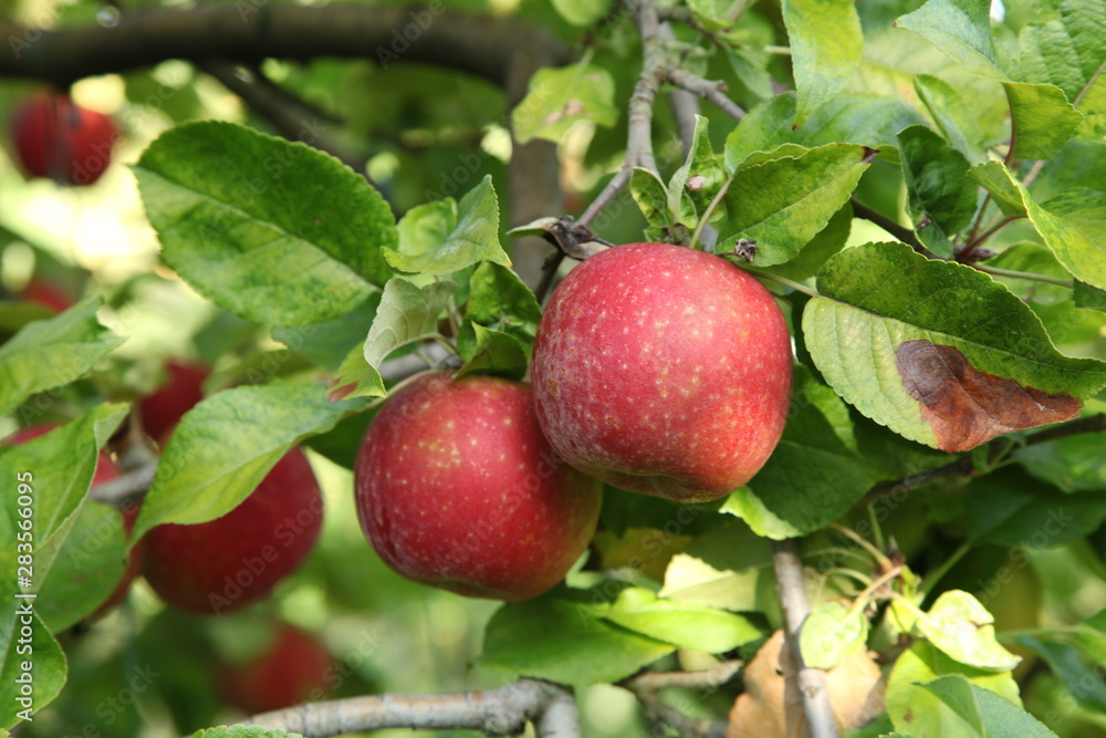 Pommes boskoop Pommes boskoop