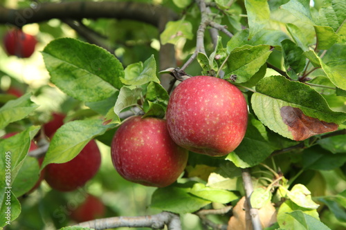 Pommes boskoop