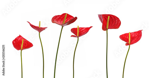 Fototapeta Naklejka Na Ścianę i Meble -  Fleurs d'Anthurium rouge	