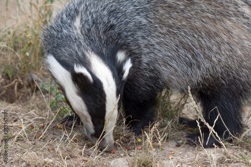 Badger feeding on pellets scattered on the ground