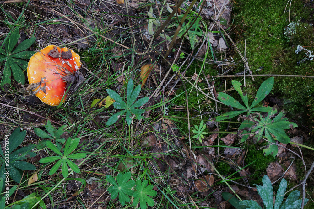 Red mushroom fly agaric in the forest closeup Red mushroom fly agaric in the forest closeup