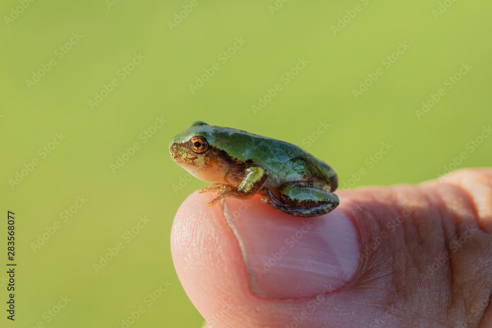 Fototapeta premium The gray treefrog (Hyla versicolor) is native frog of Unites states and Canada
