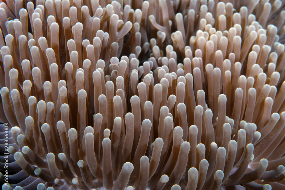 Amazing underwater world - Western Anemonefish - Amphiprion ocellaris. Nemo fish in anemone house. Tulamben, Bali, Indonesia. Amazing underwater world - Western Anemonefish - Amphiprion ocellaris. Nemo fish in anemone house. Tulamben, Bali, Indonesia.