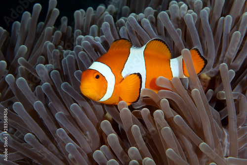 Amazing underwater world - Western Anemonefish - Amphiprion ocellaris. Nemo fish in anemone house. Tulamben, Bali, Indonesia. 