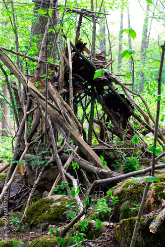 Photography of wood In the forest in the mountain Billingen in the city Skövde in Sweden.  photo