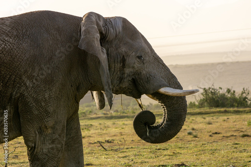elephant close-up