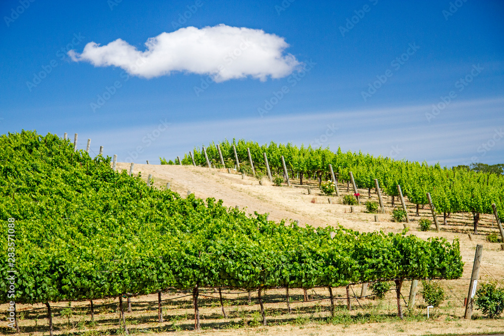 California Vineyard on blue sky day with lone white cloud