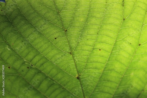 Leaf Veins