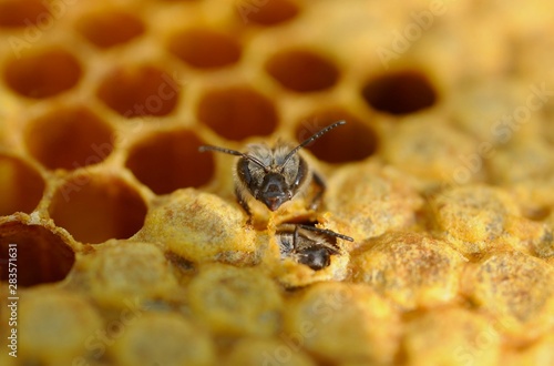 Geburt einer  Honigbiene photo