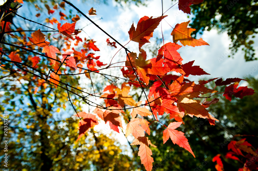 Red maple leaves on a tree branch in autumn forest, blurred background. Season is changing Red maple leaves on a tree branch in autumn forest, blurred background. Season is changing