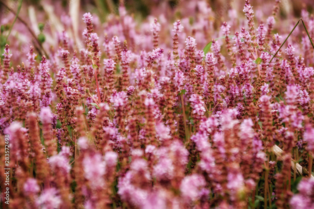 Obraz premium Beautiful pink flower fields in the countryside