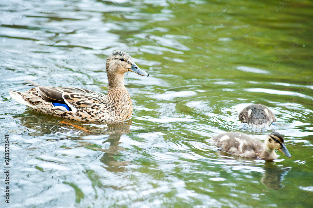 Big mother duck walks with her two children ducklings in the pond Big mother duck walks with her two children ducklings in the pond