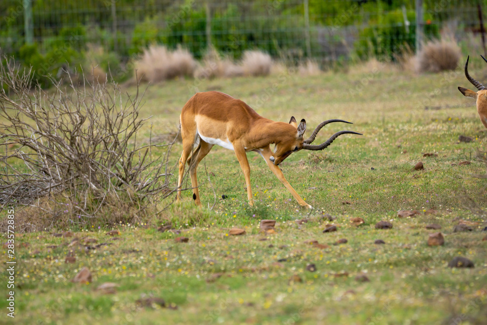 Impalas im südafrikanischen Busch Impalas im südafrikanischen Busch