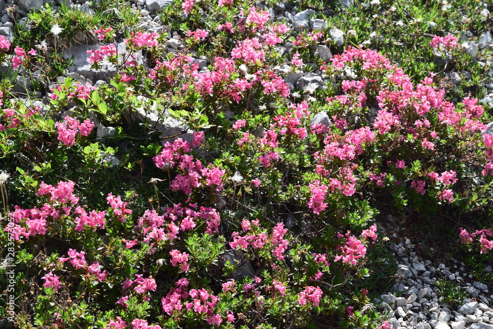 Fototapeta premium Rhododendron ferrugineum L. (róża alpejska)