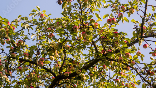 Картината върху платно Apple ripe tree fruitage on branches
