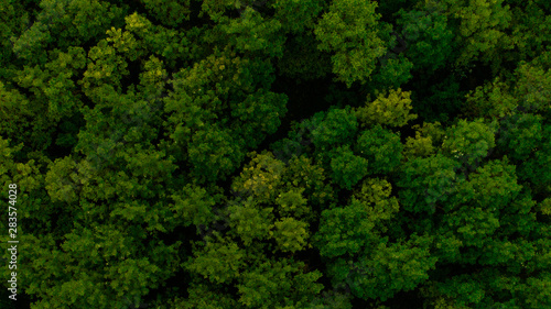 A beautiful forest, aerial view.