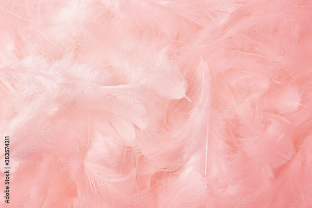 pink feathers texture background