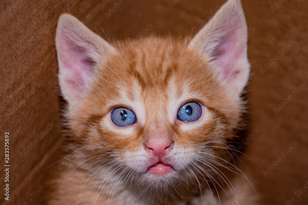 Felino con ojos celestes