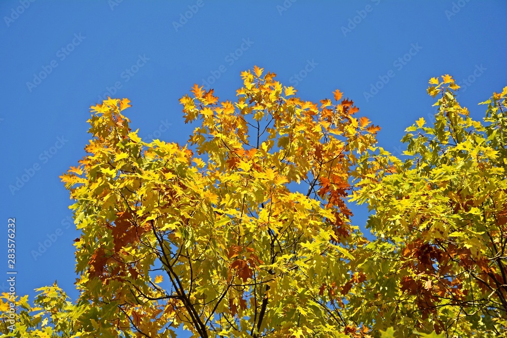 Bright colorful leaves on tree branches in autumn. Bright colorful leaves on tree branches in autumn.