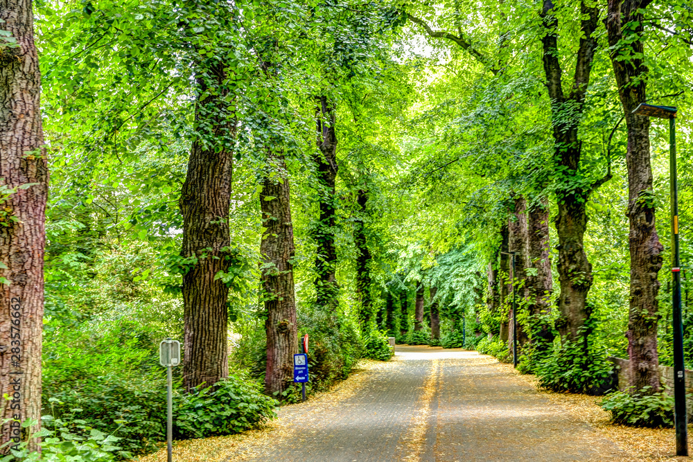 Fototapeta premium Scenic pathway lined with lush green trees