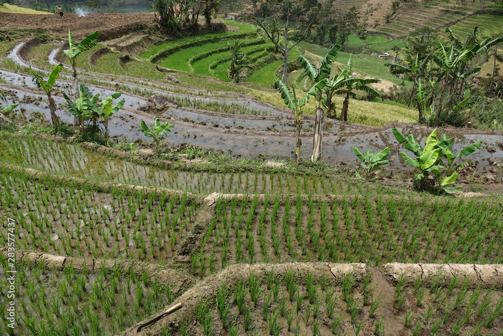 Rizières en eau dans les îles indonésiennes