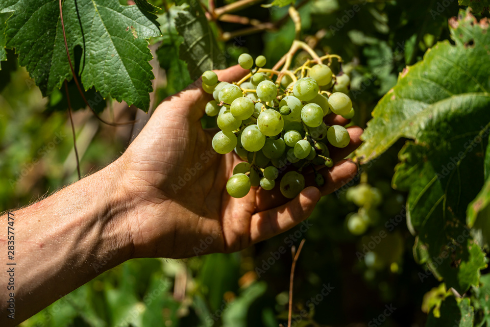 A hand picking a bunch of organic green grapes growing on a vine