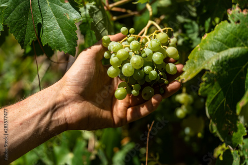 A hand picking a bunch of organic green grapes growing on a vine