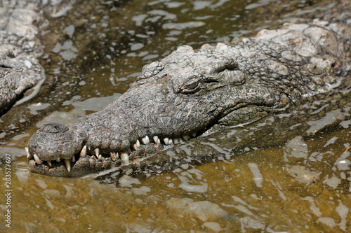 Krokodile in wartender Stellung am Uferrand
