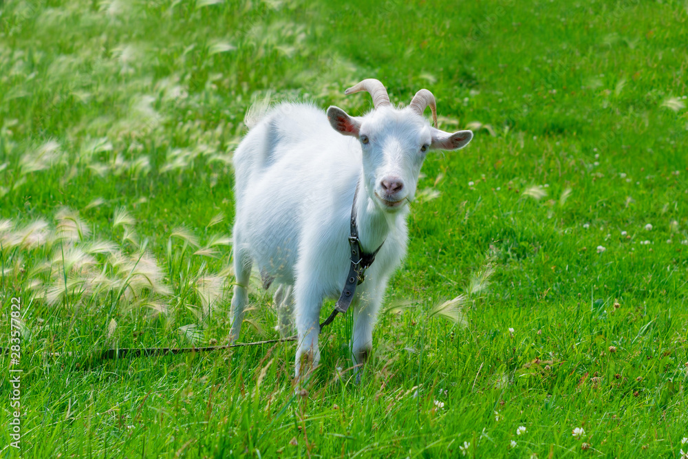 White goat stands on the green grass. Agriculture. Livestock. White goat stands on the green grass. Agriculture. Livestock.