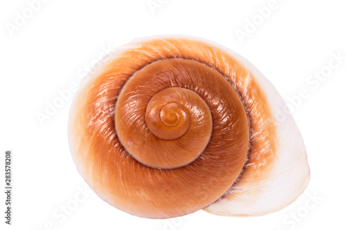 Sea shell of marine snail  isolated on white background, close up