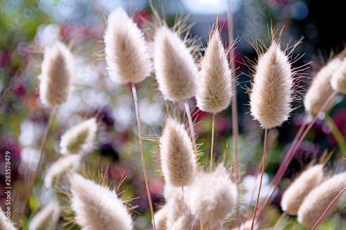 Dry field plants close-up on a blurred background with soft sunlight in the morning