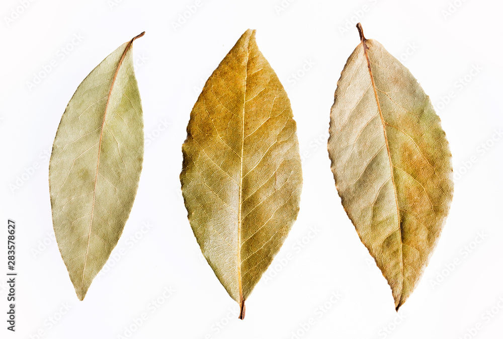 Bay laurel leaves - Laurus nobilis. Text space Bay laurel leaves - Laurus nobilis. Text space