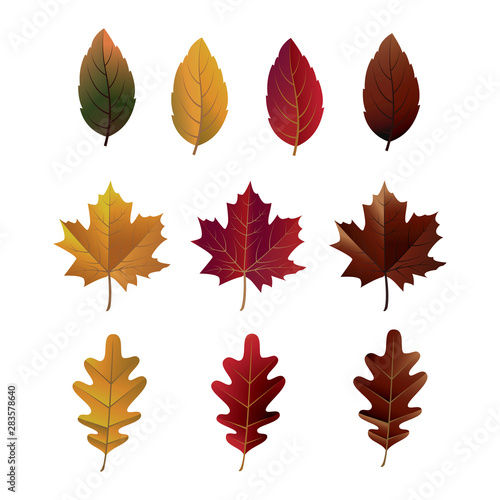 Set of fall leaves vector template. Autumn leaf vector collection