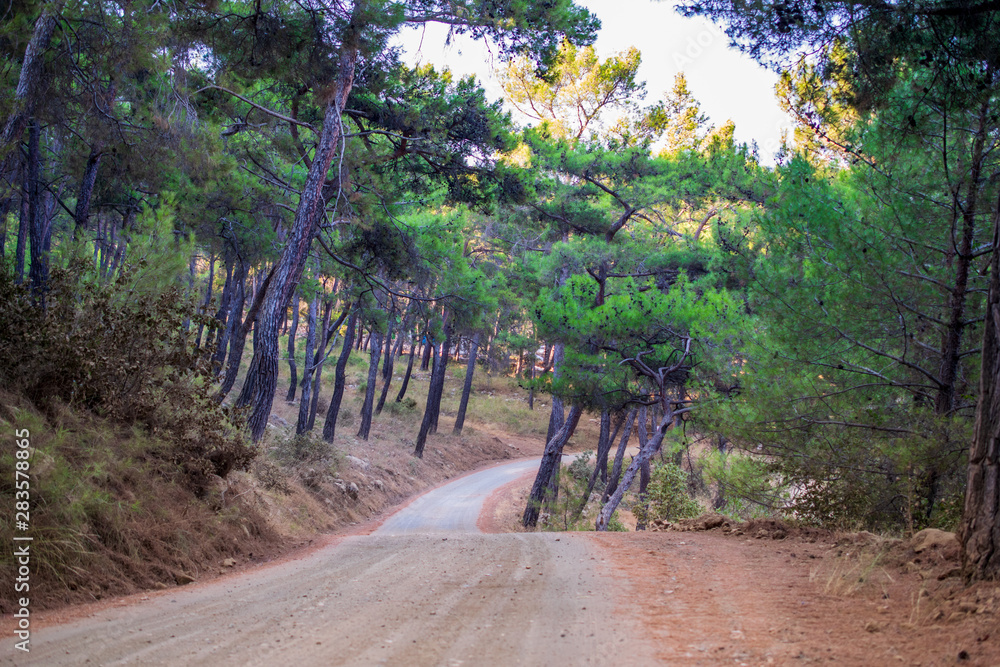 Fototapeta premium Walking road in the pine forest