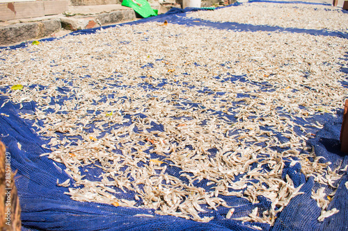 Many small fishes spread on a tarpaulin on the floor to dry in the sun in Itapissuma - Pernambuco, Brazil